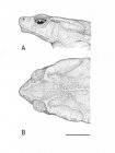 Holotyp Rhinella yunga 