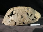 Krunýř suchozemské želvy, Ahníkov, miocén