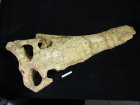 Lebka gaviála Dyrosaurus sp., Begaa, křída (Kem Kem)