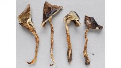 Nové houby obohatily sbírky Národního muzea