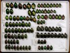 Sbírka brouků Coleoptera, Scarabaeoidea