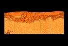 Digitální trojrozměrný snímek vnějšího otisku vnější kostry trilobita rodu Sao, mikroCT.