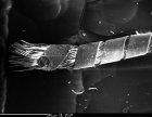 Mikroskopický snímek sametové tkaniny